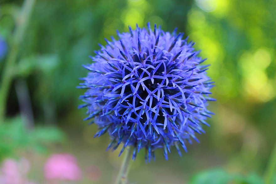 bodlák, flóra, modrý, květ, ornamentální, zahrada