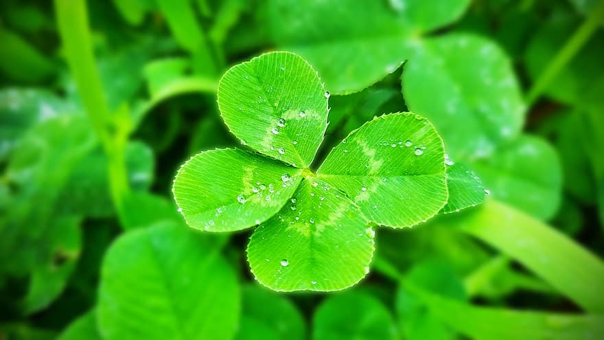 Clover, Nature, Grass, Four Leaf Clover, Foliage, Growth, leaf, green color, plant, close-up, summer