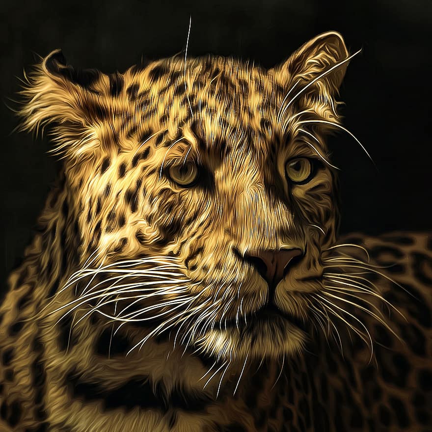 jaguar, feline, Zoo, tawny, dyr, natur, vild, dyreliv, hoved, jæger, pattedyr