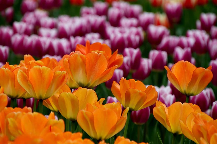 tulipes, fleurs, jardin de tulipes, champ, champ de tulipes, Prairie, Floraison, fleur, les plantes, épanouissement, flore