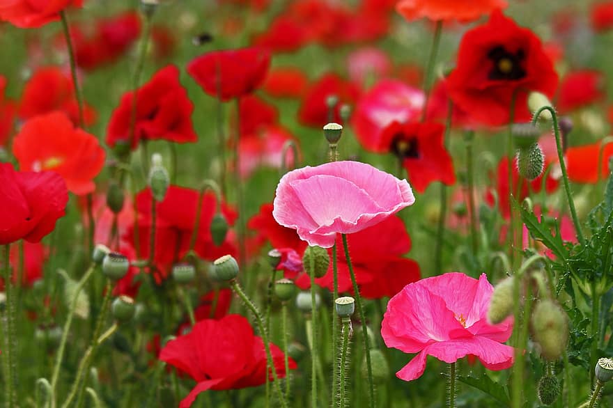 Poppies, Pink Poppies, Pink, Flower Meadow, Klatschmohn, Bloom, Mohngewaechs, Garden, Wildflowers, Meadow, Bright