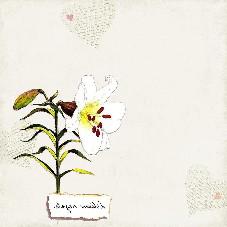 Blume, Hintergrund, Gelb, Lilie, Blatt, botanisch, Jahrgang, alt, Antiquität, blühen, zart