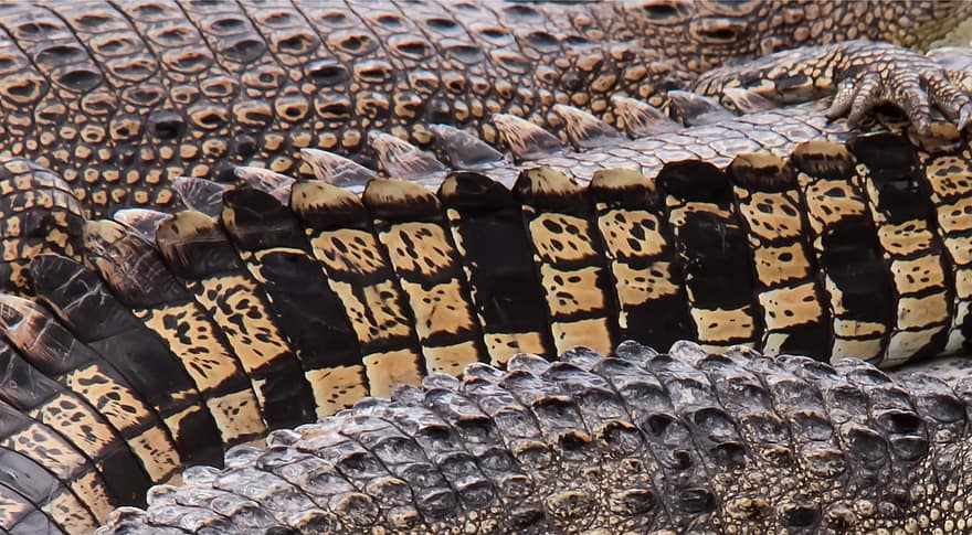 cocodrilo, cola, animal, reptil, caimán, crocodylus, depredador, carnívoro, escamas, fauna silvestre, zoo