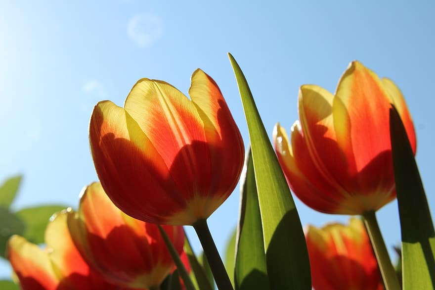 tulipes, flors, plantes, Flors grogues vermelles, Ram de flors, camp de tulipa, pètals, florir, jardí, sol, flora