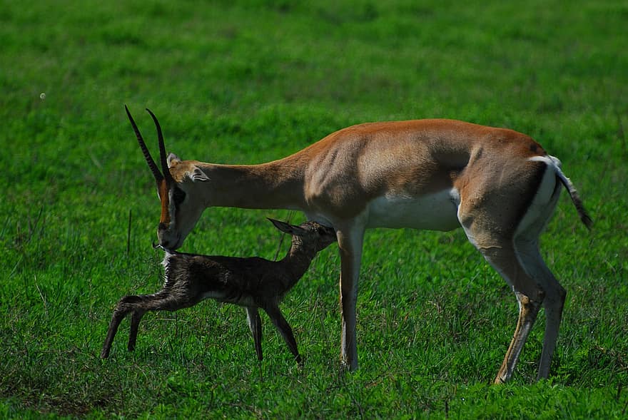 gazzella, bambino, natura, conservazione, natura selvaggia, maternità, biodiversità