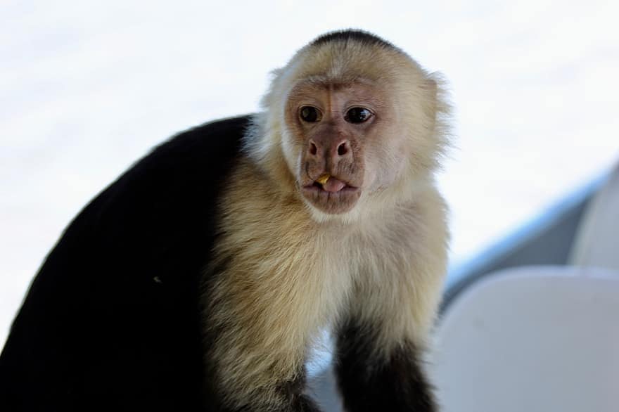 पनामियन सफेद-सामना करने वाला Capuchin, श्वेत-मुख वाला कैपुचिन, बंदर, जानवर, वन्यजीव, प्रकृति, कोस्टा रिका, रहनुमा, प्यारा, जंगली में जानवर, अफ्रीका का लंगूर