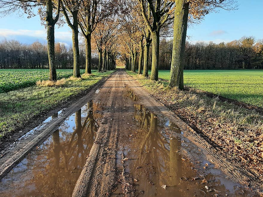 Dirt Road, Puddles, Countryside, Fields, Alley, rural scene, tree, autumn, forest, landscape, season