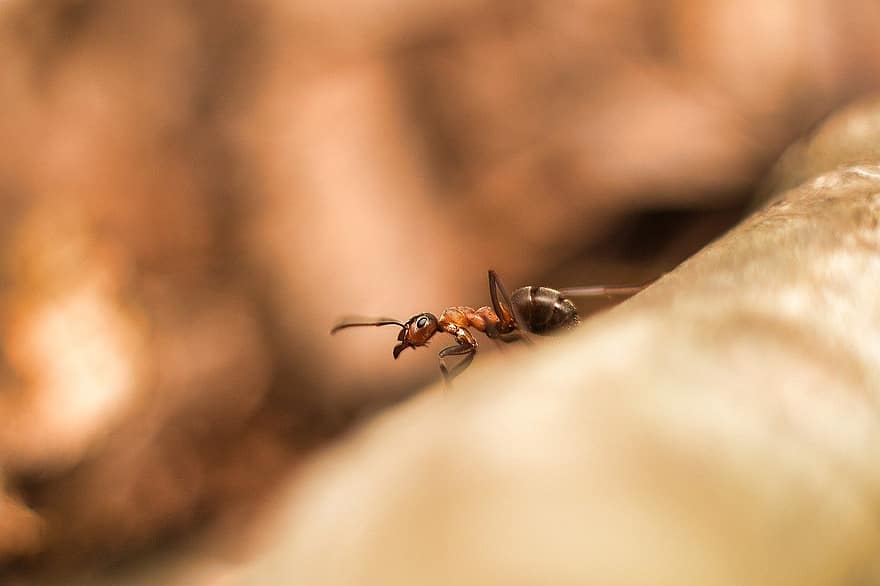 insekt, maur, tre maur, nærbilde, makro, Bie, sommer, liten, honningbie, anlegg, gul