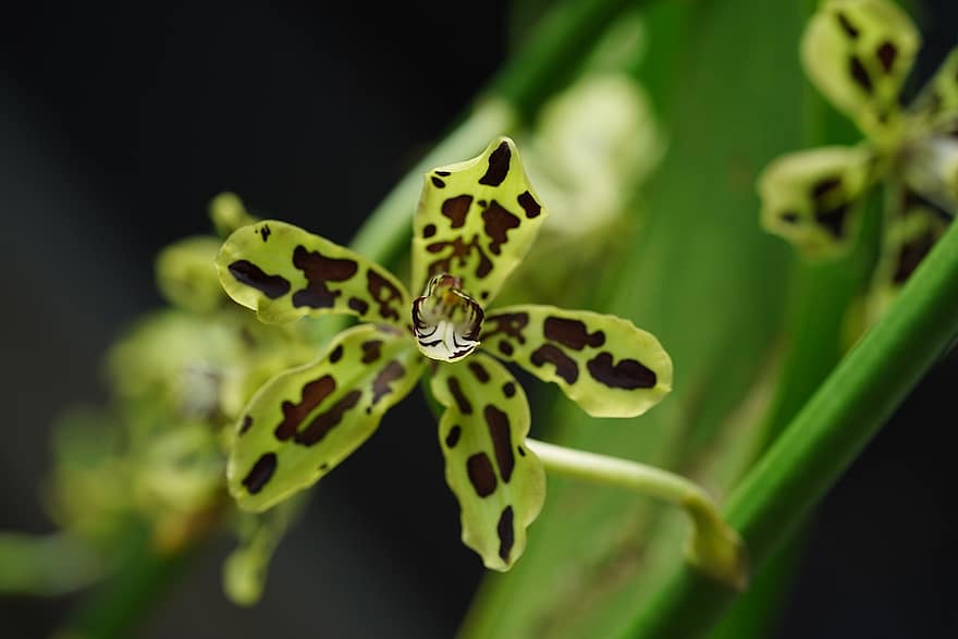 květ, Orchidej Papua, flóra, Příroda, orchidej, botanika, rostlina, detail, zelená barva, list, makro