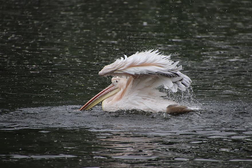 pelicano, pássaro, lago, agitando, wader, pássaro aquático, ave aquática, animal, animais selvagens, asas, bico