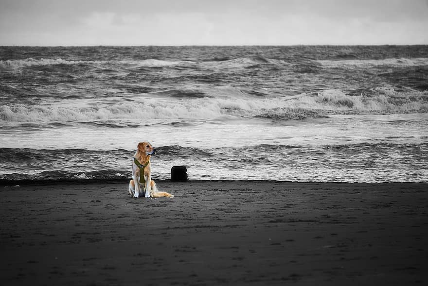 Hund, Golden Retriever, Strand, Meer, Wellen, Sand, Ufer, Haustier, Tier, Säugetier, Rasse
