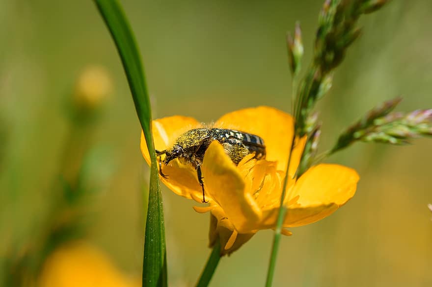 Grief Rose Beetle, Biotope, Meadow, Insect, Break, Rest, Beetle, Buttercup