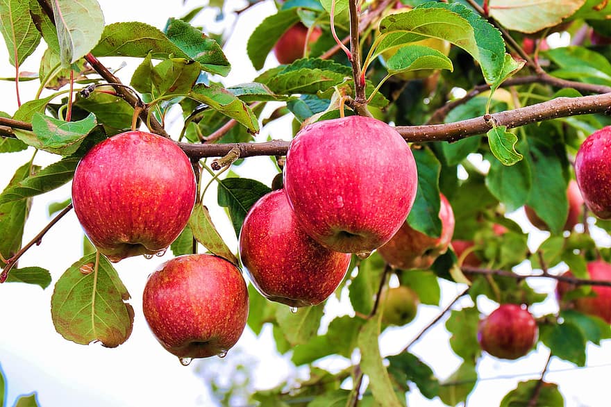 maçãs, Pomar, árvores frutiferas, Pomar de macieiras