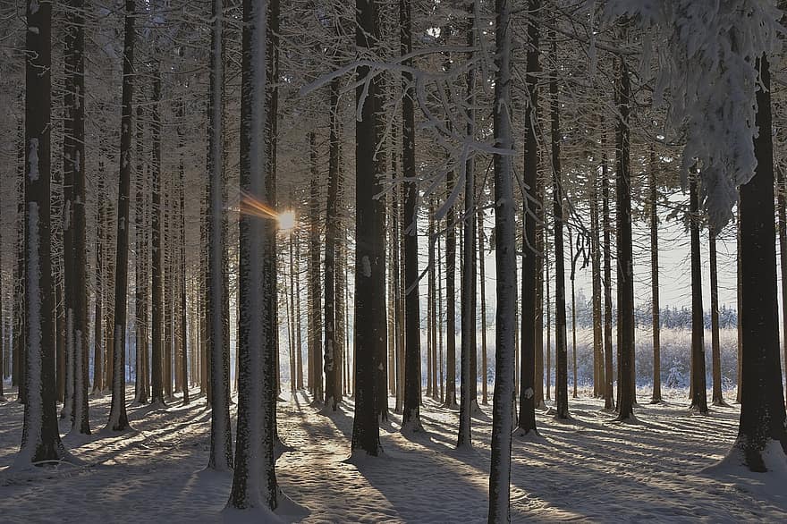 vinter, Skov, sollys, sne, træer, skov, frost, Frosset, is, kold, snedækket