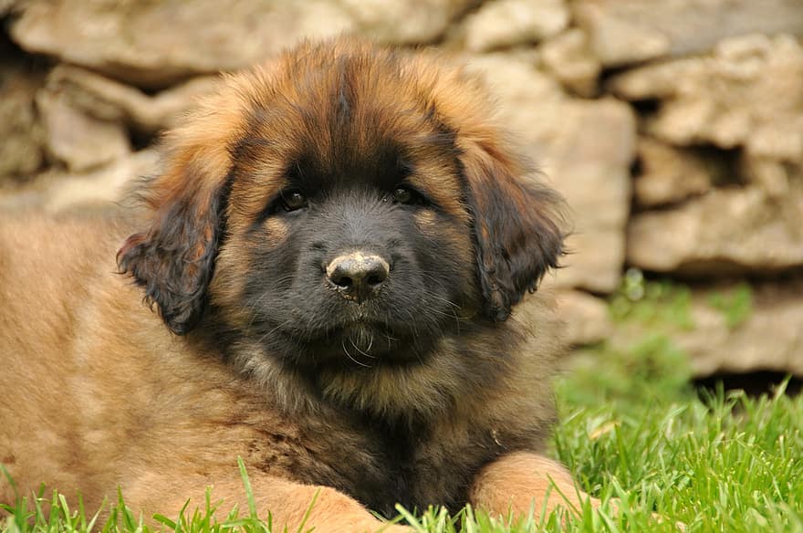 Leonberger, Dog, Puppy, Canine, Baby, Pet