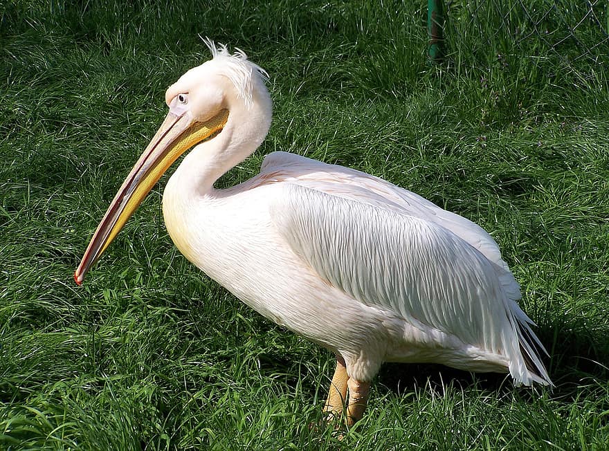 pelicano, pássaro, penas, asas, bico, plumagem, animais selvagens, fauna