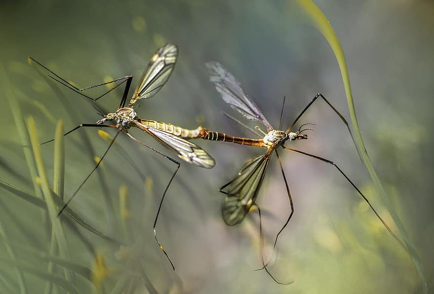 Nature, Mosquitoes, Insects, Copulation, Mating, Coupling, Meadow