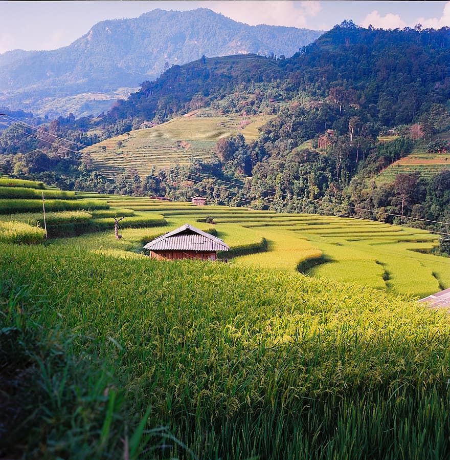 rýžové terasy, zemědělství, Vietnam, pole, krajina, Příroda, hora, venkovský, plantáž, scenérie, Asie