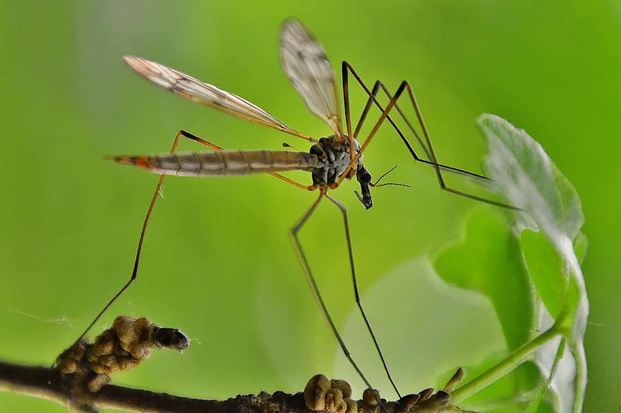 komár, hmyz, Chyba, zvíře, křídla, rostlina, větvička, list, les, Příroda, detail