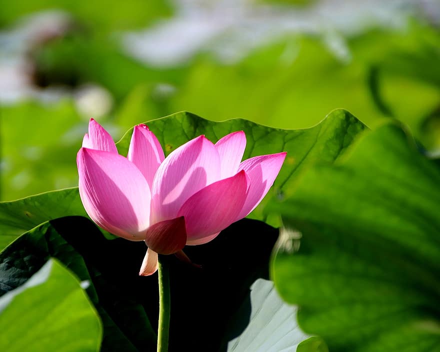 lotus, blomma, Lotus blomma, rosa blomma, kronblad, rosa kronblad, vattenväxter, flora, blad, växt, sommar