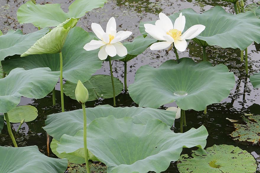 Lotuses, Flowers, Lotus Flowers, White Flowers, Petals, Lotus Leaves, White Petals, Bloom, Blossom, Aquatic Plant, Flora