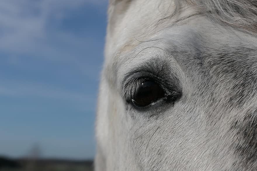 kůň, oko, řasy, plíseň, hlava koně, savec, koňské oko, detail, zvířecí hlavy, hospodařit, venkovské scény