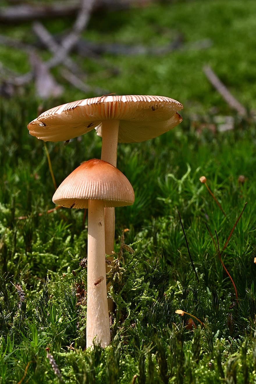 houby, lamelární houby, mech, les, Příroda, mykologie, houba, detail, podzim, muchomůrka, rostlina