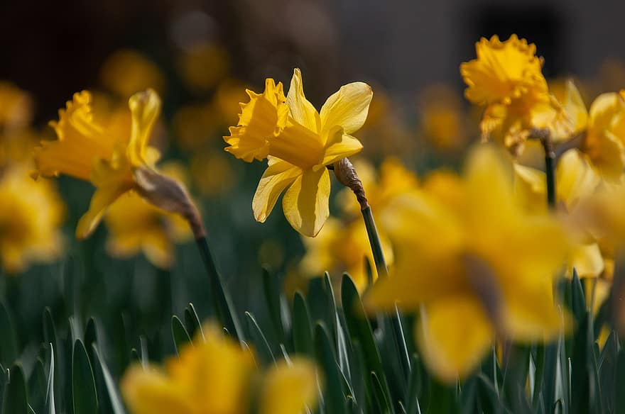 Flowers, Daffodils, Nature, Yellow, Plant, Spring, Blossoms, Flora, Seasonal, flower, springtime