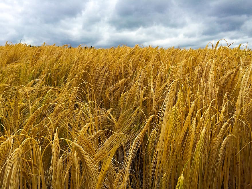 veld-, graan, korenveld, tarwe, landbouw, landelijke scène, farm, zomer, geel, groei, weide