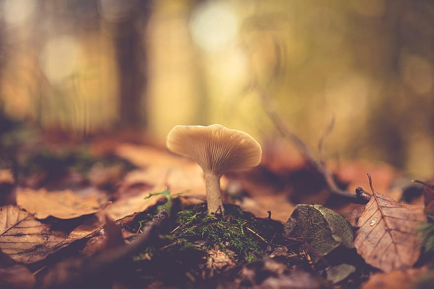 jamur, alam, kulat, ilmu jamur, hutan, liar, Daun-daun, musim gugur, musim, merapatkan, daun
