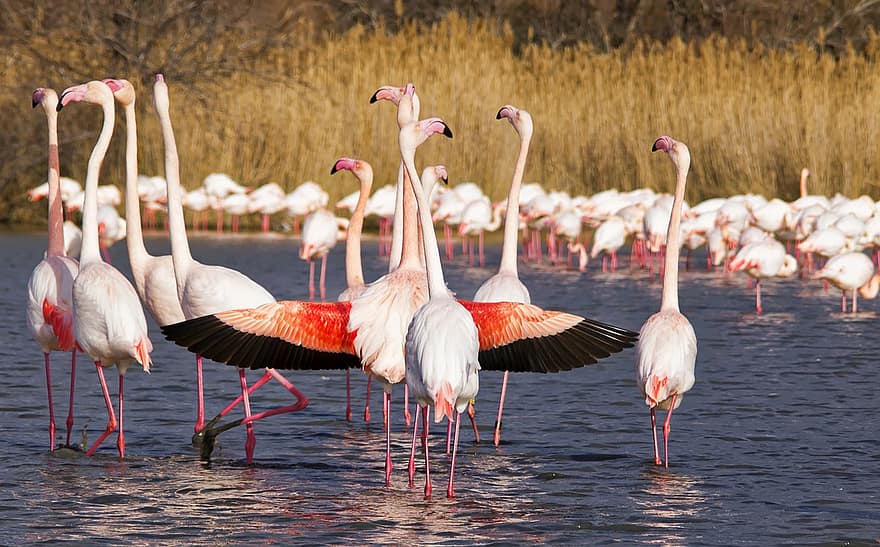 fåglar, flamingo, ornitologi, arter, fauna, avian, djur-, camargue