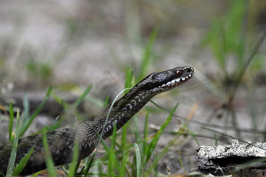 Snake, Viper, Poisonous, Dangerous, Forest, Hisses, Protection, Grass, Spring