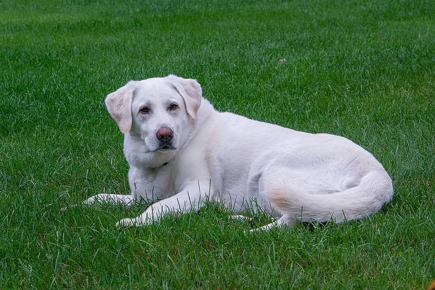 Labradorin noutaja, koira, lemmikki-, labradorinnoutaja, eläin, kotimainen koira, koiran-, nisäkäs, söpö, nurmikko