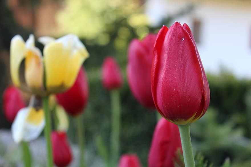 tulipan, kwiat, roślina, czerwony tulipan, czerwony kwiat, płatki, wiosna, flora, ogród, Natura
