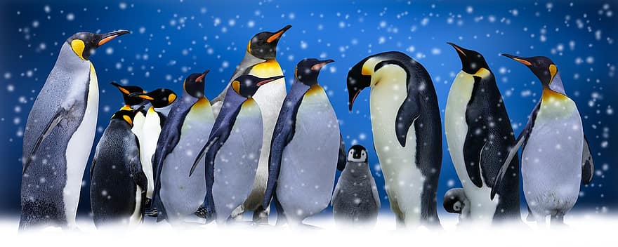 animale, păsări, pinguini, arctic, iarnă, rece, zăpadă, grup, coeziune, rege pinguin, păsări de apă