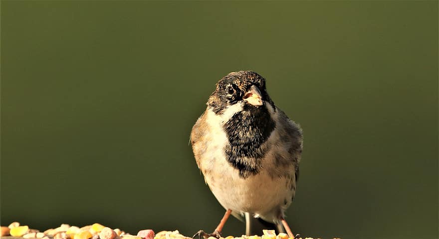 Sparrow, Bird, Perched, Animal, Passerine, Songbird, Wildlife, Feathers, Plumage, Wild, Nature