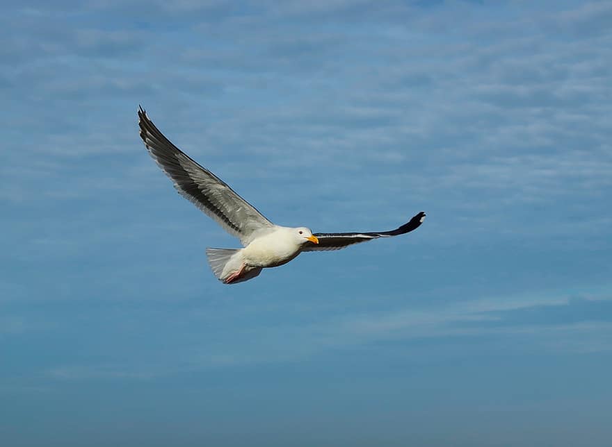 Bird, Seagull, Ornithology, Flight, Gull, Species, Animal, flying, beak, blue, animals in the wild