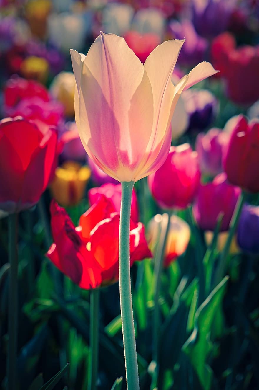 tulipan, blomstre, flor, forår, natur, have, blomst, plante, lyserød, tæt på, rød