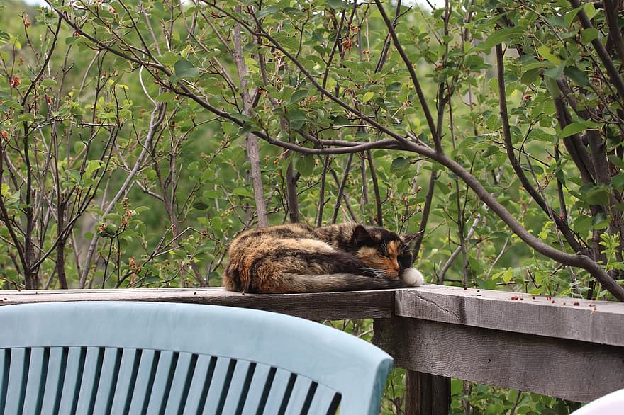 katt, veranda, däck, sovande, kalikå, pott
