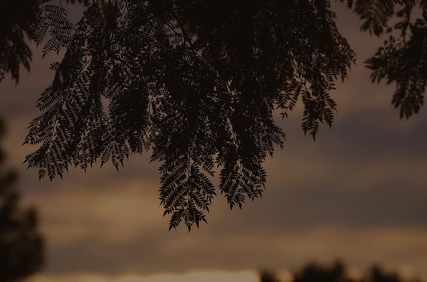 Sunset, Branches, Leaves, Silhouette, Tree, Plant, Foliage, Dusk, Evening, Forest, Nature