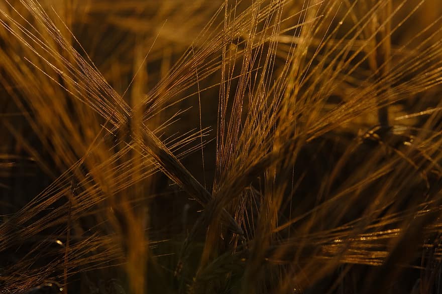 ngũ cốc, mũi nhọn, Cánh đồng ngô, lúa mạch, cánh đồng lúa mạch