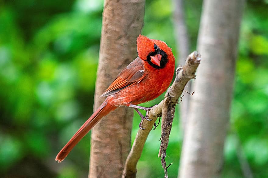 cardinal, oiseau, perché, animal, plumes, plumage, le bec, facture, observation des oiseaux, ornithologie, le monde animal