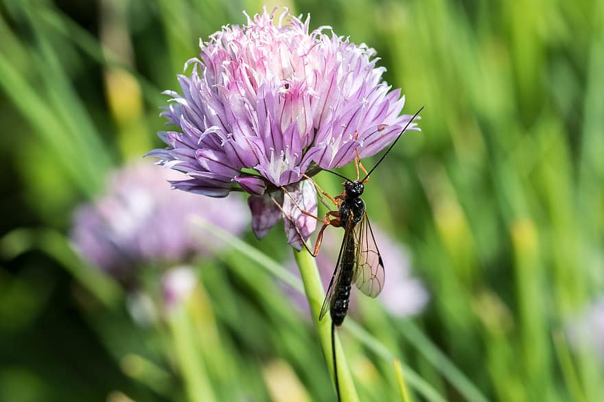 Ichneumon Wasp, Chives, Pollination, Insect, Flower, Purple Flower, Petals, Bloom, Blossom, Wings, Nectar