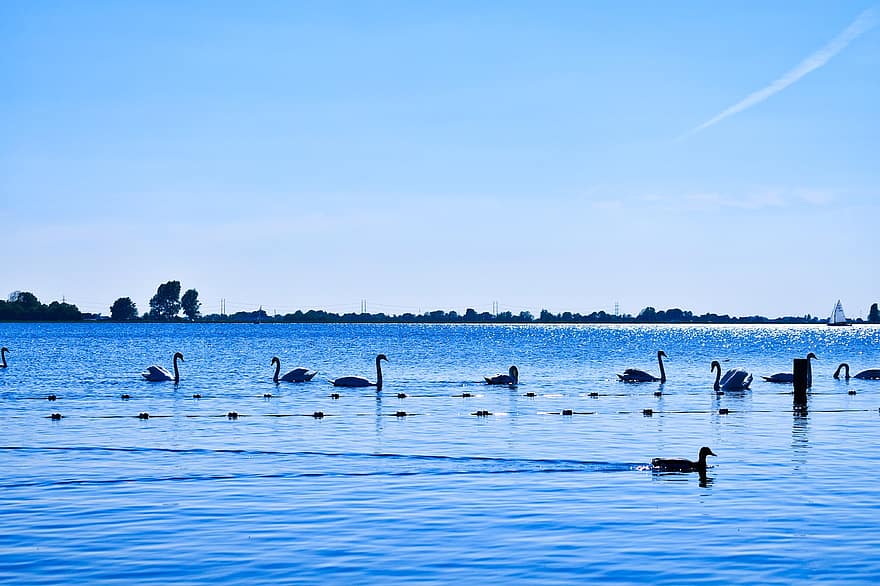 cisnes, patos, lago, passarinhos, aves aquáticas, pássaros aquáticos, animais, Warmoon, natureza, agua, azul