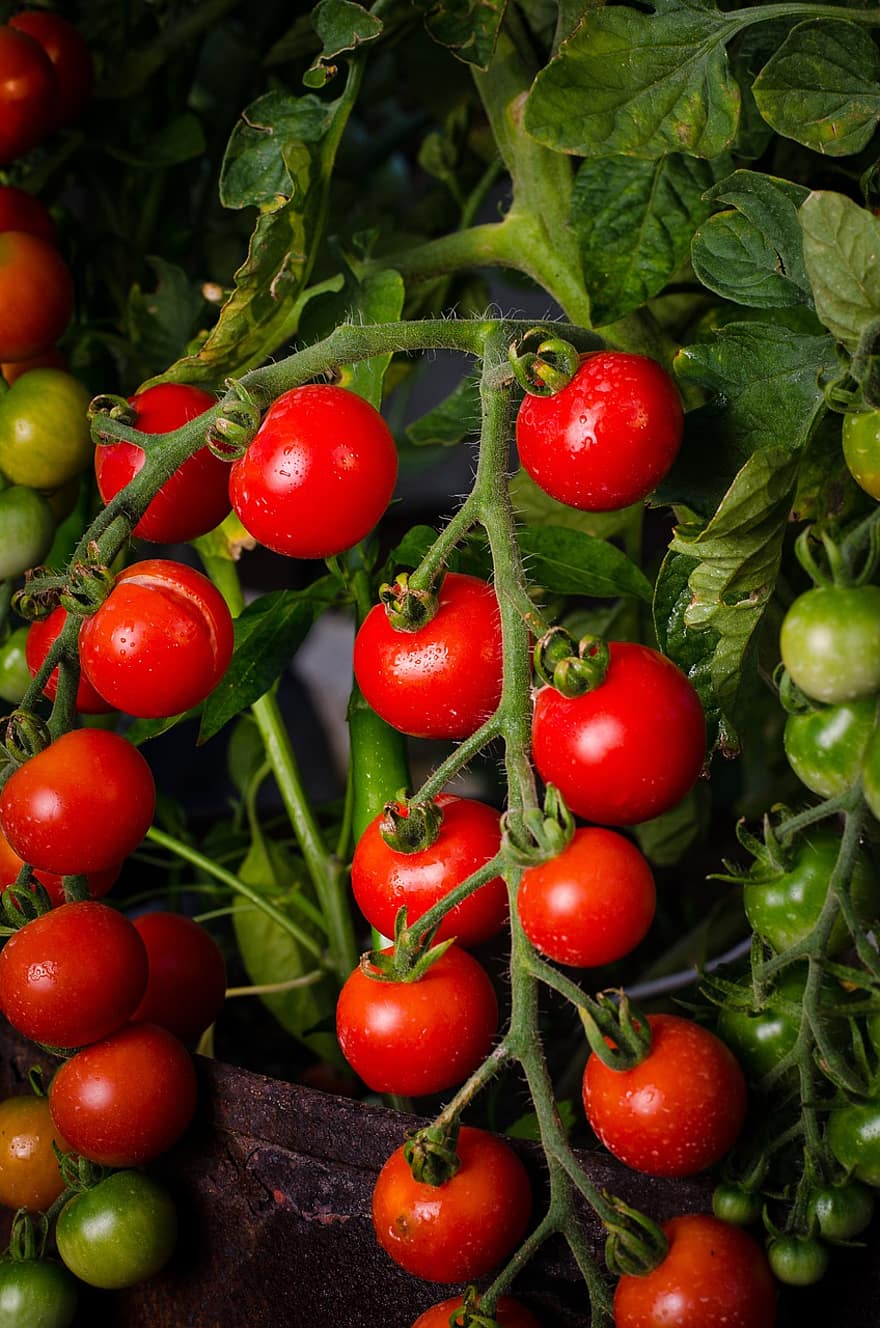vaisiai, pomidorai, ekologiškas, vyšniniai pomidorai, maisto, šviežias, sveikas