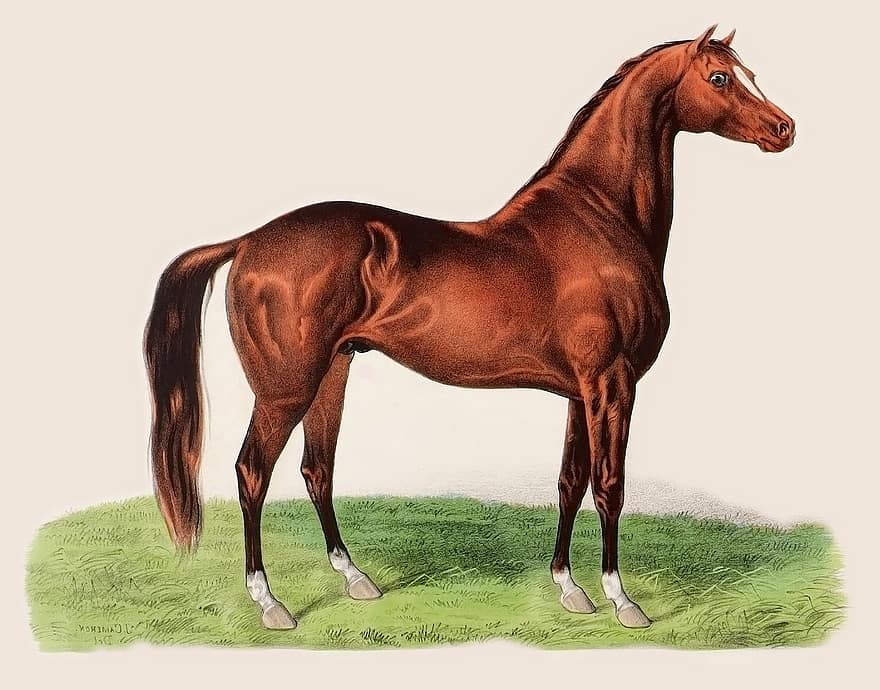 schilderij, kunst, 1875, paard, race, racing, paarden, dier, bruin, zoogdier, portret