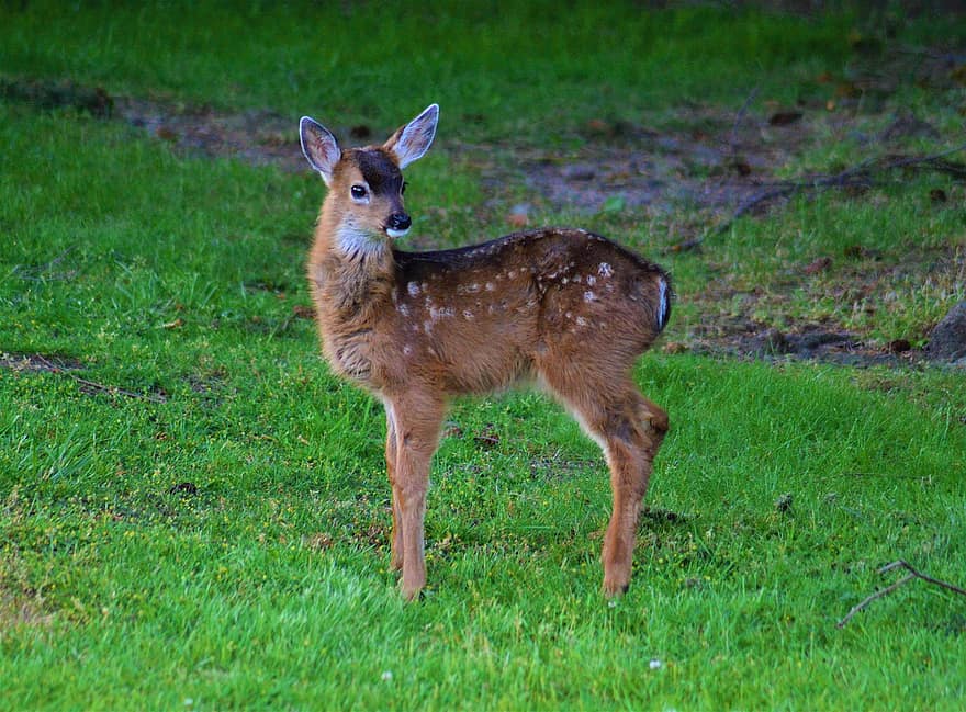Fawn, Deer, Field, Baby Deer, White-tailed Deer, Whitetail, Male, Animal, Mammal, Wildlife, Fauna