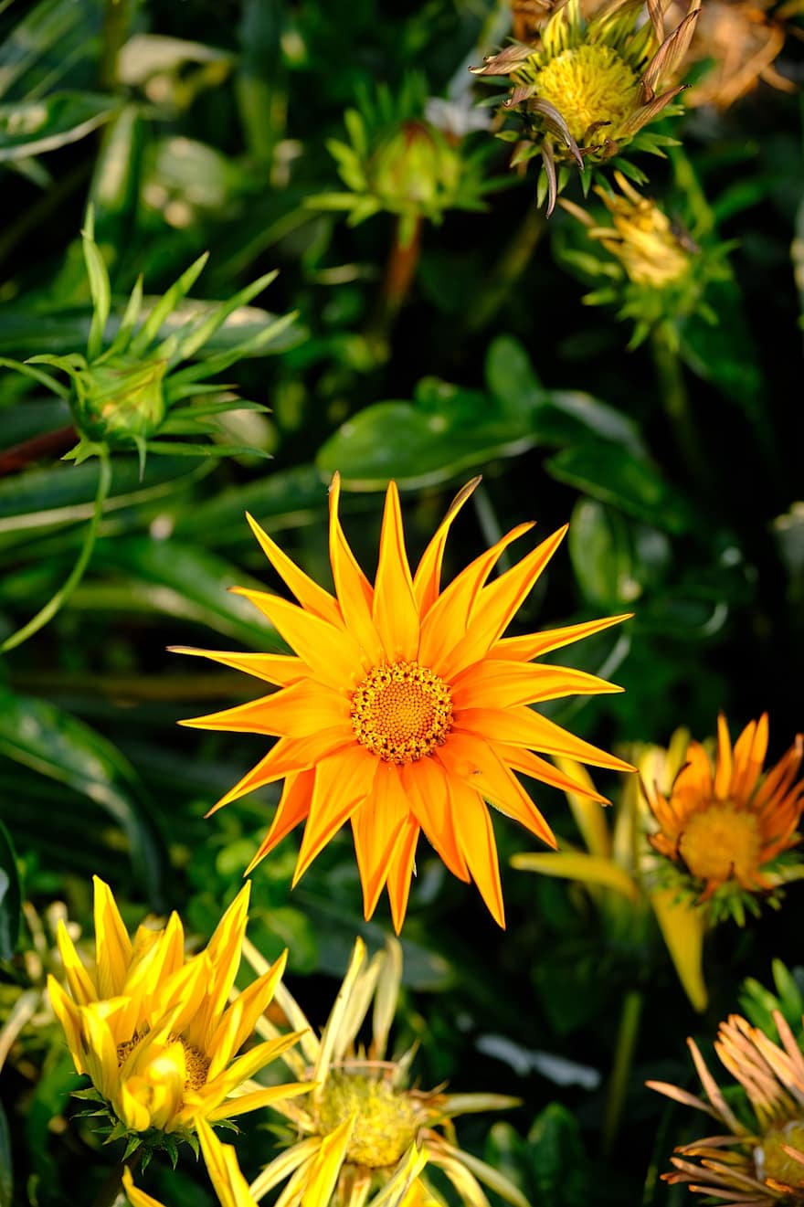 gazania, afrikkalainen koiranputkea, keltaiset kukat, kukat, kasvit, luonto, kasvi, kesä, lähikuva, keltainen, kukka