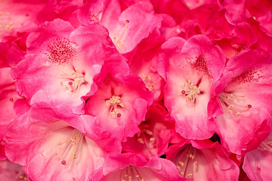 Flower, Bush, Shrub, Rhododendron, Blossom, Bloom, Nature, Close Up, Garden, Ornamental Shrub, Spring