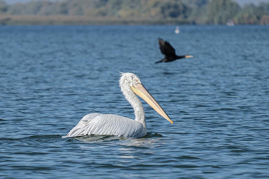 pelicano dálmata, pelicano, bico, penas, plumagem, lago, nadar, reflexão, observação de pássaros, animal, fauna